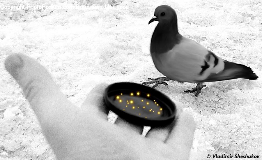 Bird, Seagull, Pigeon