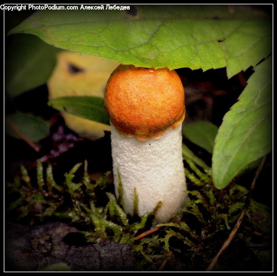 Agaric, Amanita, Fungus, Mushroom, Plant, Acanthaceae, Annonaceae