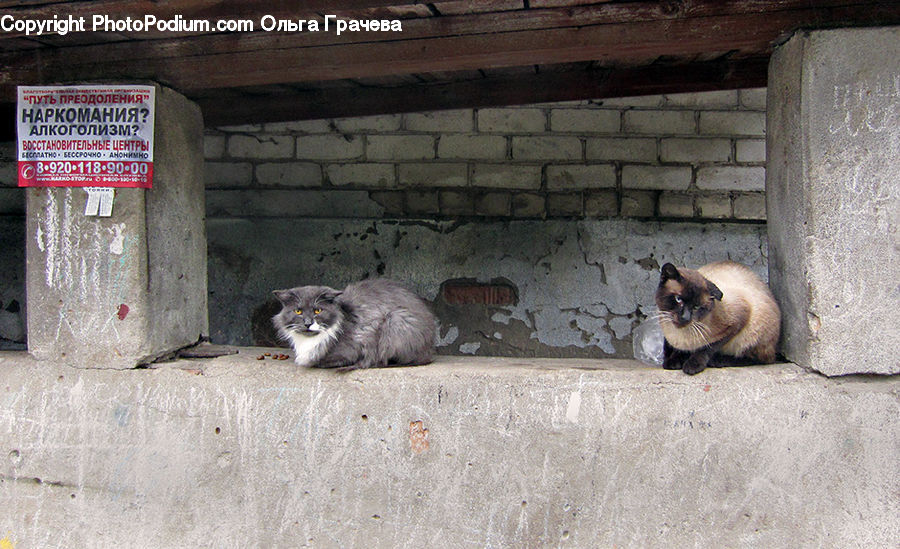 Animal, Cat, Mammal, Pet, Siamese, Kitten