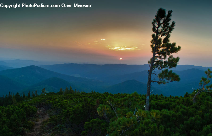 Conifer, Fir, Plant, Tree, Forest, Vegetation, Dawn