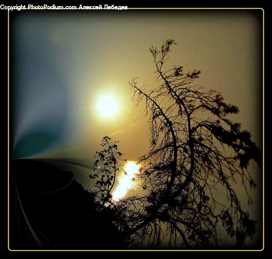 Plant, Weed, Dusk, Outdoors, Sky, Sunlight, Sunrise