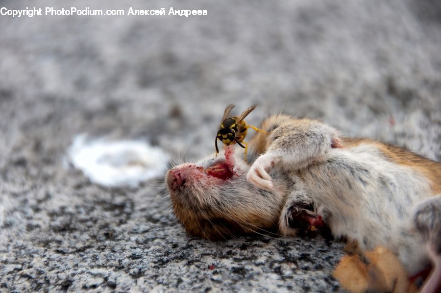 Bee, Hornet, Insect, Invertebrate, Wasp, Animal, Canine