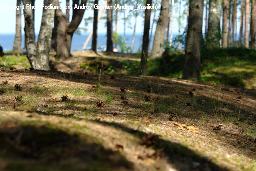 Birch, Tree, Wood, Forest, Vegetation, Dirt Road, Gravel