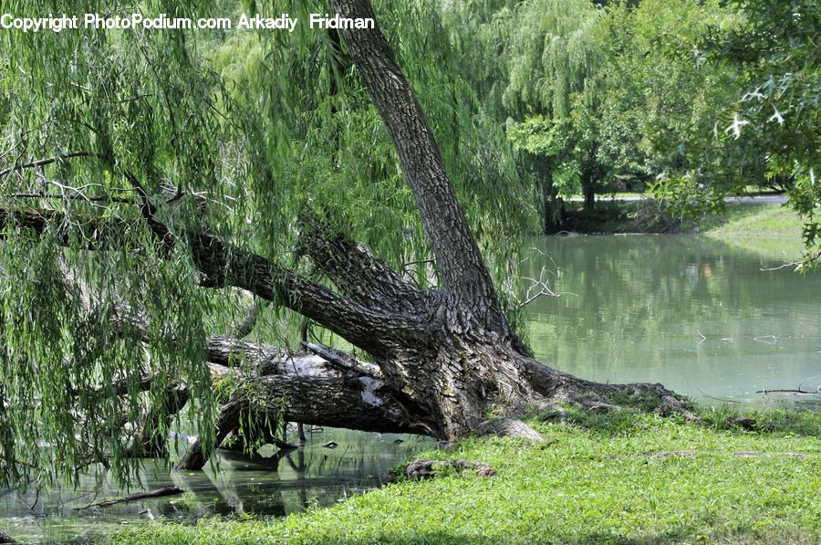 Land, Marsh, Outdoors, Swamp, Water, Plant, Tree