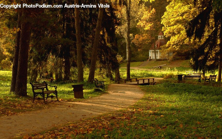 Bench, Park, Park Bench, Forest, Vegetation, Grove, Land