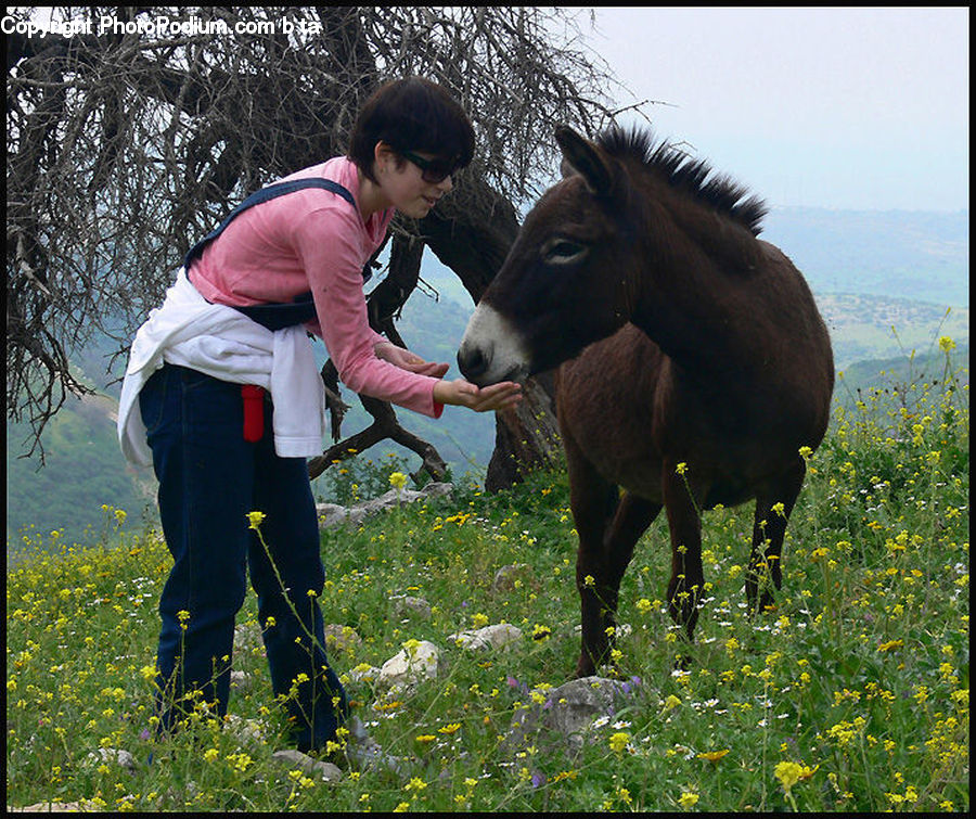 People, Person, Human, Animal, Colt Horse, Foal, Horse