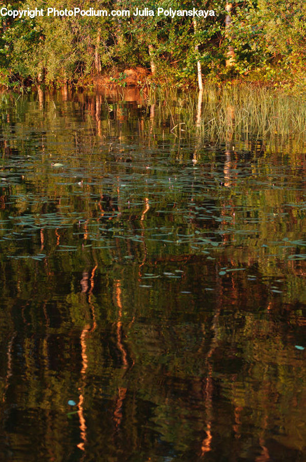 Outdoors, Ripple, Water, Land, Marsh, Swamp, Pond