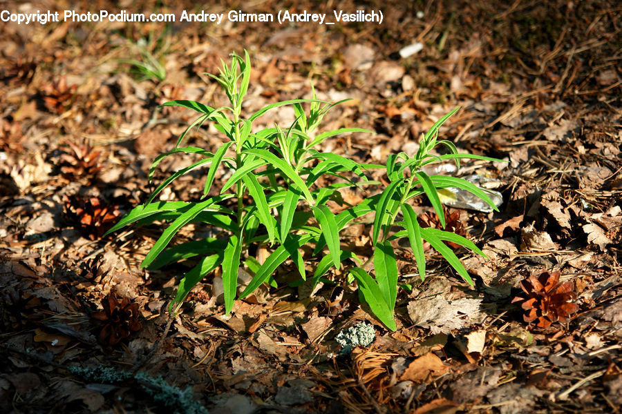 Soil, Arenaria, Plant, Herbs, Parsley, Ground, Blossom