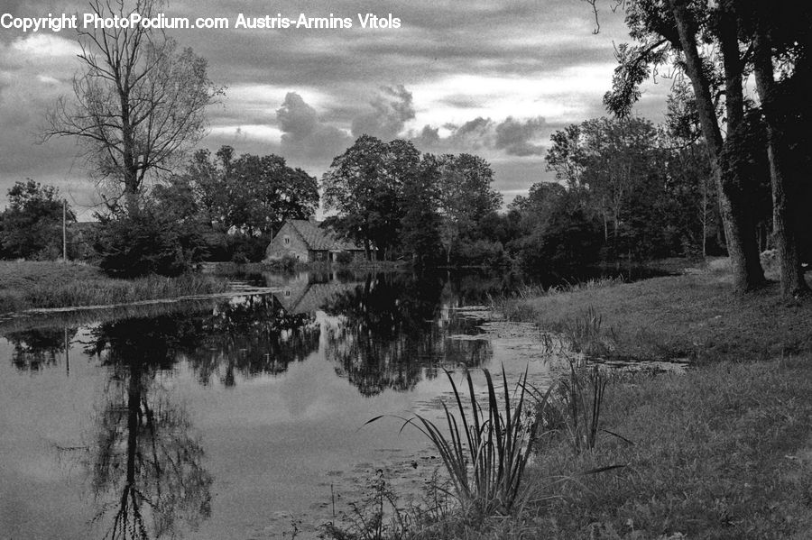 Outdoors, Pond, Water, Oak, Tree, Wood, Countryside