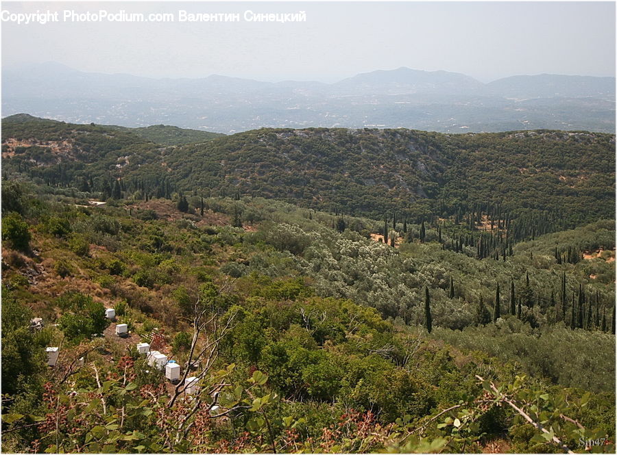 Countryside, Hill, Outdoors, Bush, Plant, Vegetation, Forest