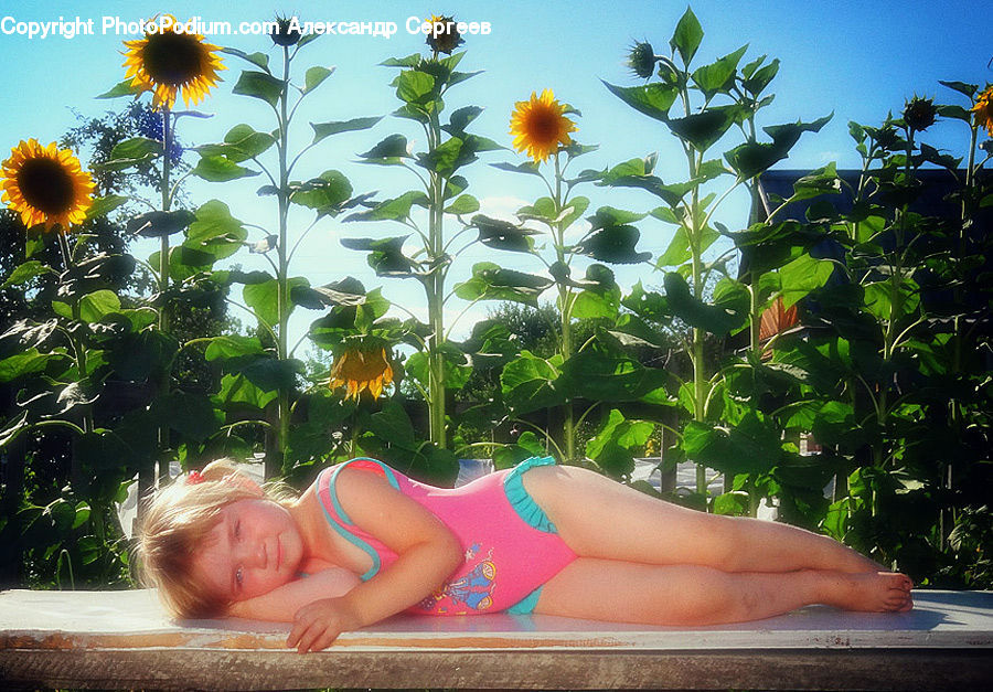 Blossom, Flora, Flower, Plant, Sunflower, Potted Plant, Bikini