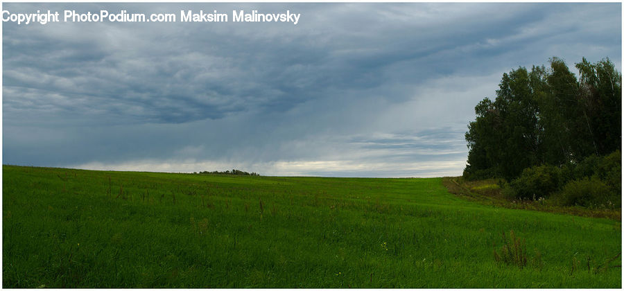 Field, Grass, Grassland, Land, Outdoors, Plant, Dirt Road