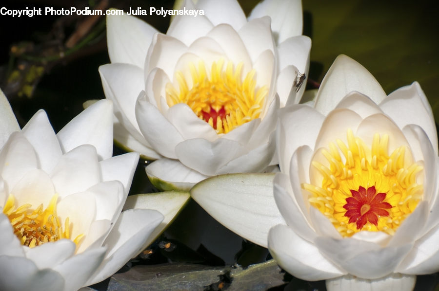 Flower, Lily, Plant, Pond Lily, Blossom, Peony, Flora