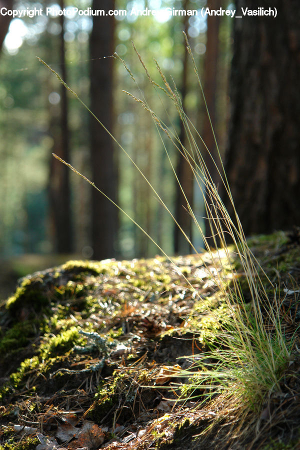 Moss, Plant, Field, Grass, Grassland, Potted Plant, Fir