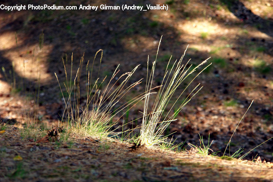 Field, Grass, Grassland, Plant, Soil, Vegetation, Land