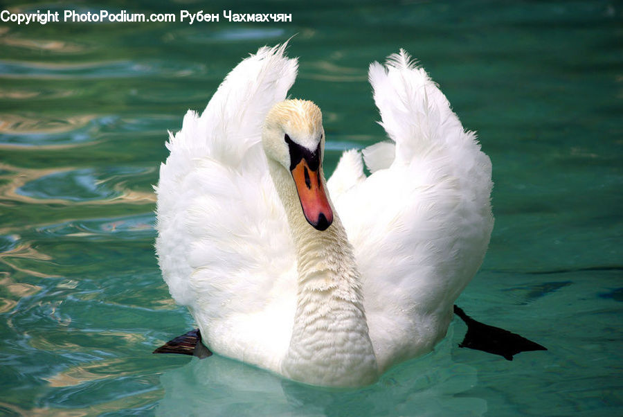 Bird, Swan, Waterfowl, Beak, Goose