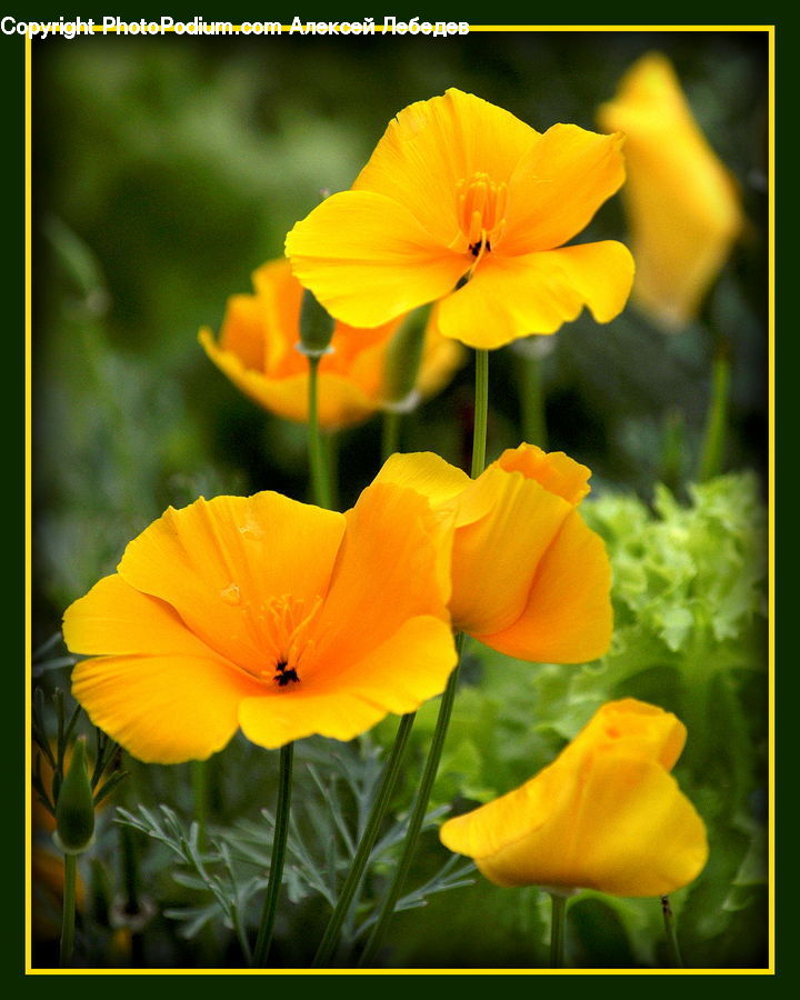 Blossom, Flora, Flower, Plant, Poppy, Gladiolus, Petal