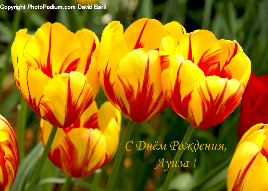 Blossom, Flora, Flower, Plant, Tulip, Petal, Crocus
