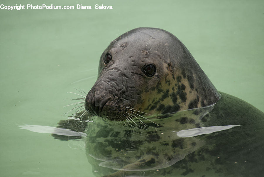 Animal, Mammal, Sea Life, Sea Lion, Seal