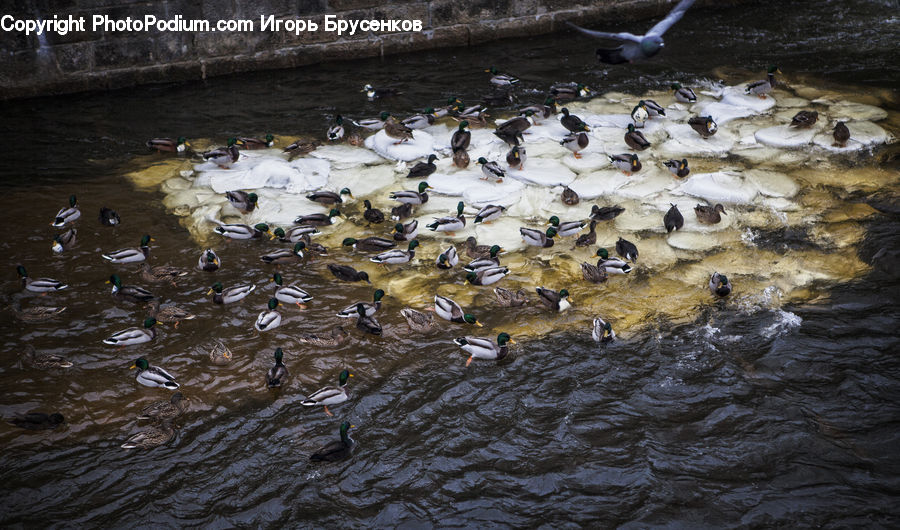 Bird, Goose, Waterfowl