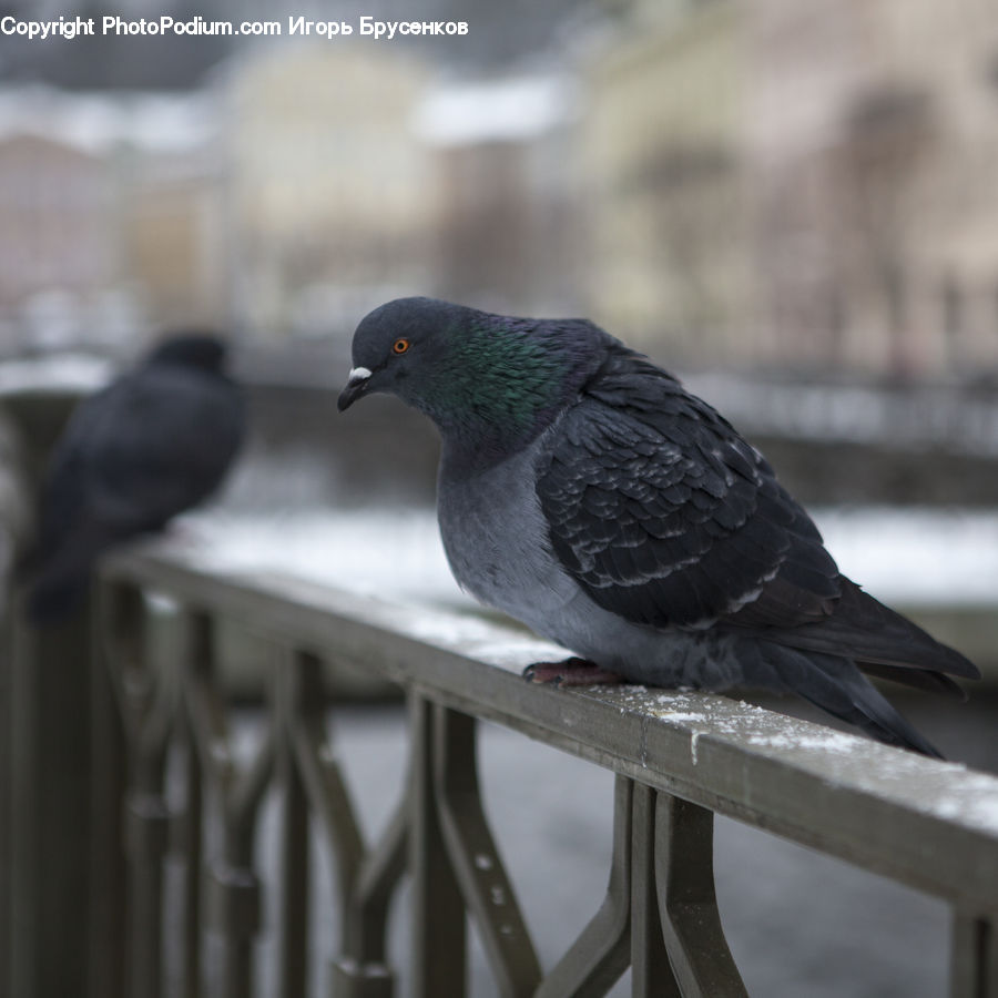 Bird, Dove, Pigeon, Blackbird