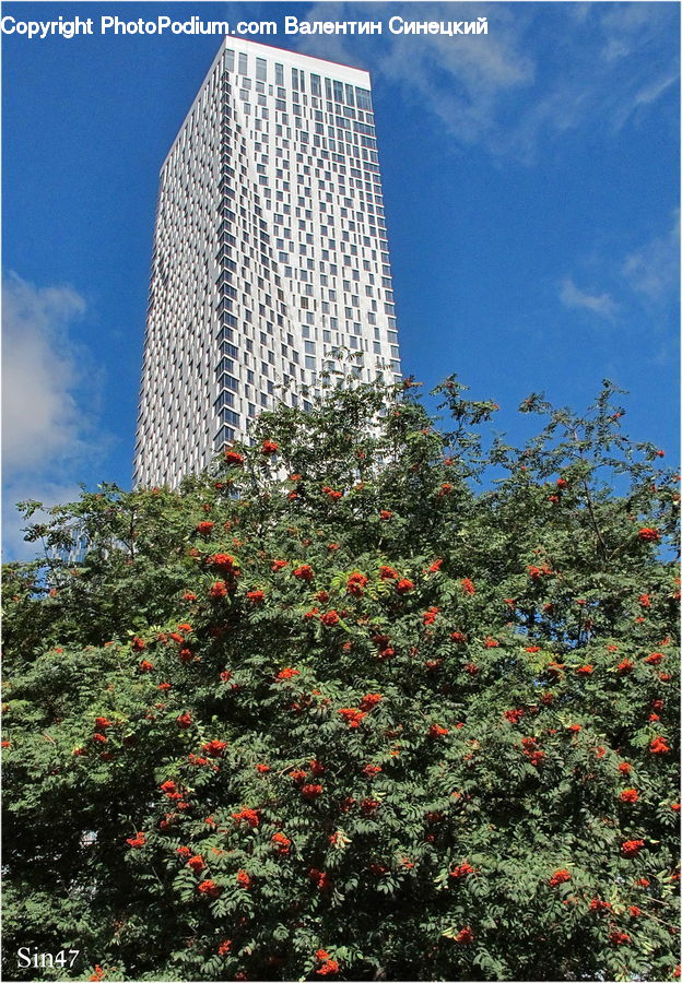 Plant, Potted Plant, Building, Housing, City, High Rise, Conifer