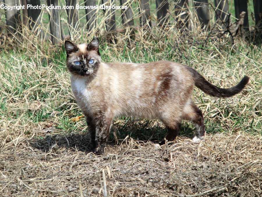 Animal, Cat, Pet, Siamese, Canine, Chihuahua, Dog
