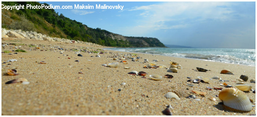Clam, Sea Life, Seashell, Beach, Coast, Outdoors, Sea