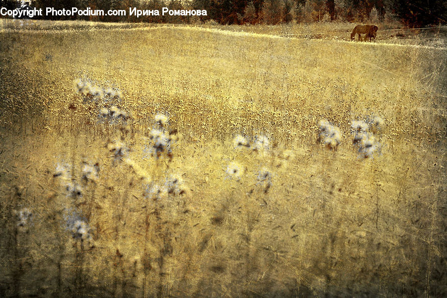 Field, Grass, Grassland, Land, Outdoors, Plant