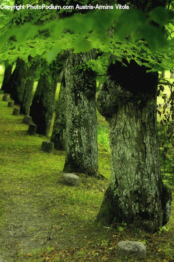 Fern, Plant, Oak, Tree, Wood, Moss, Hole