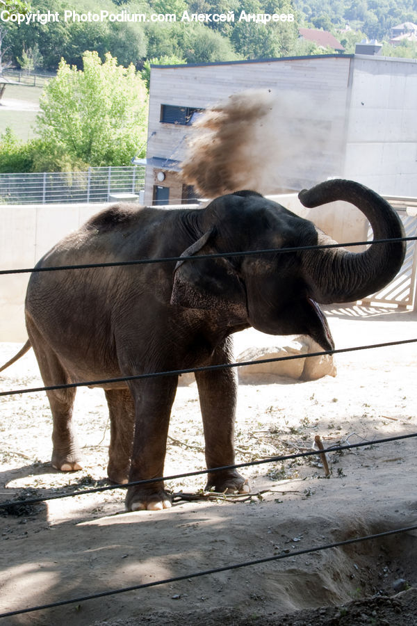 Animal, Elephant, Mammal, Smoke, Buffalo, Bull