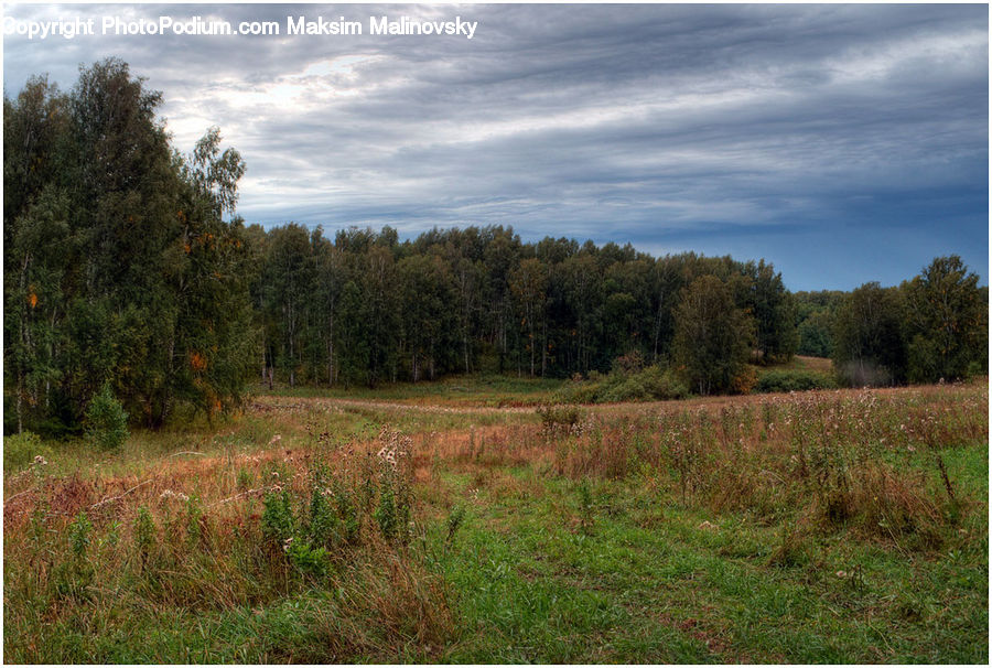 Outdoors, Wilderness, Field, Grass, Grassland, Land, Dirt Road