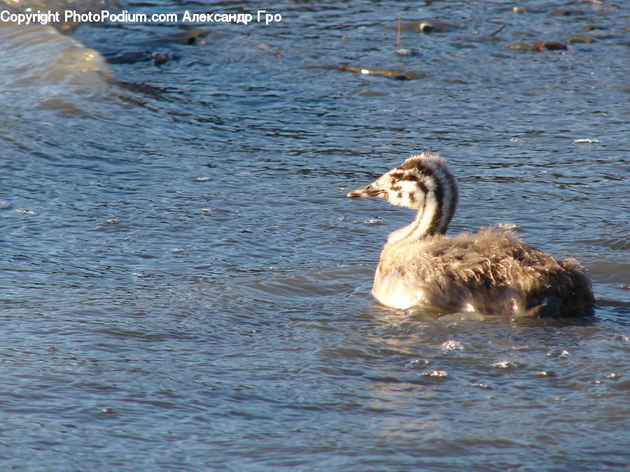 Animal, Canine, Collie, Dog, Mammal, Pet, Bird