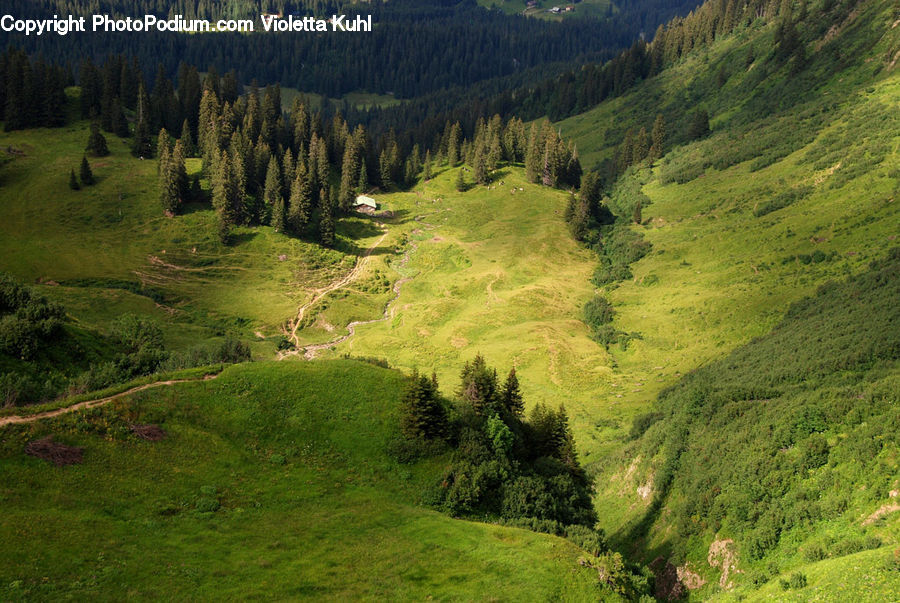Field, Grass, Grassland, Land, Outdoors, Conifer, Fir