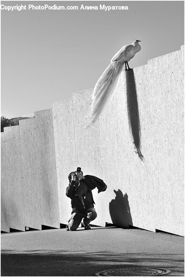 People, Person, Human, Bird, Seagull, Swallow, Hug