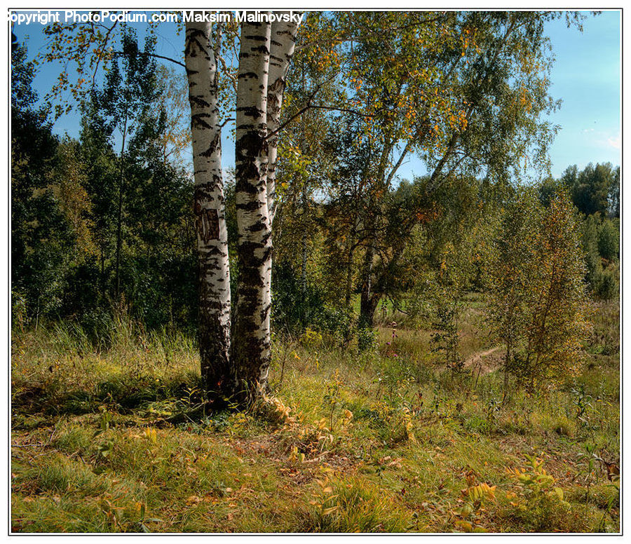 Birch, Tree, Wood, Conifer, Fir, Plant, Dirt Road