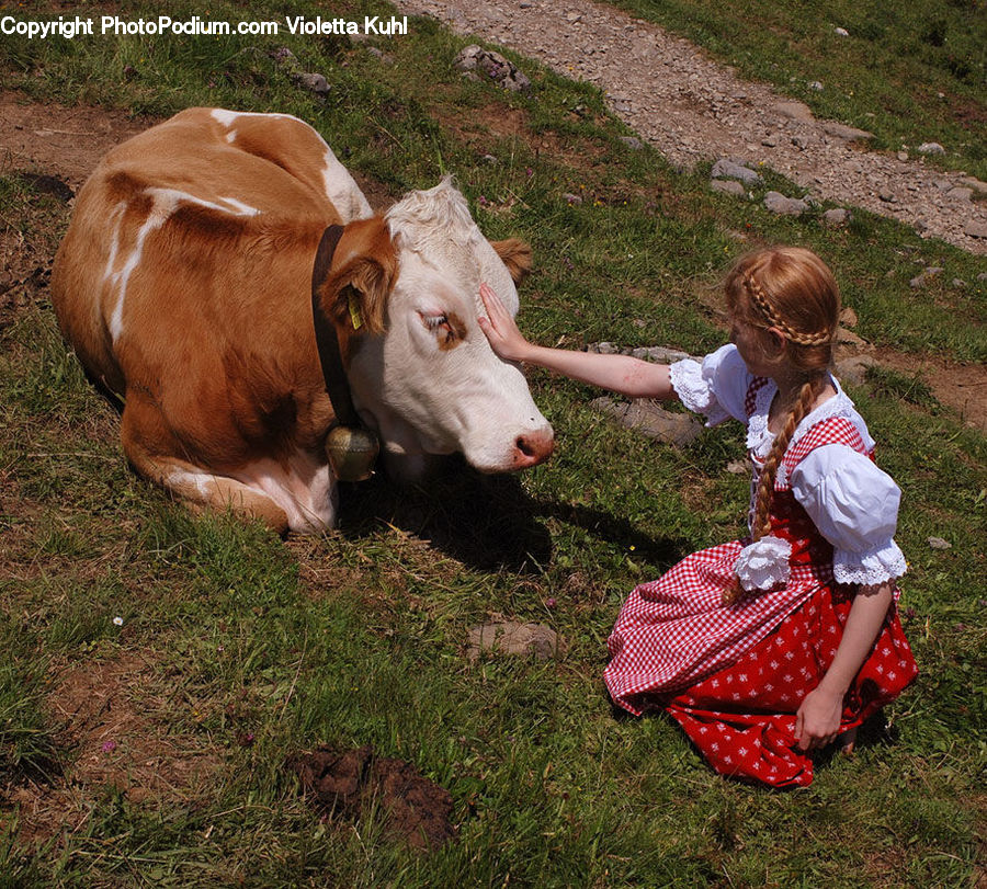 People, Person, Human, Animal, Cattle, Cow, Dairy Cow