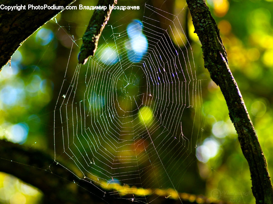 Insect, Spider Web, Arachnid, Garden Spider, Invertebrate, Spider, Flare