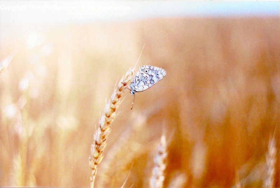 Grain, Wheat, Field, Grass, Grassland, Plant