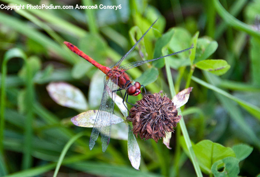 Anisoptera, Dragonfly, Insect, Invertebrate, Blossom, Flora, Flower