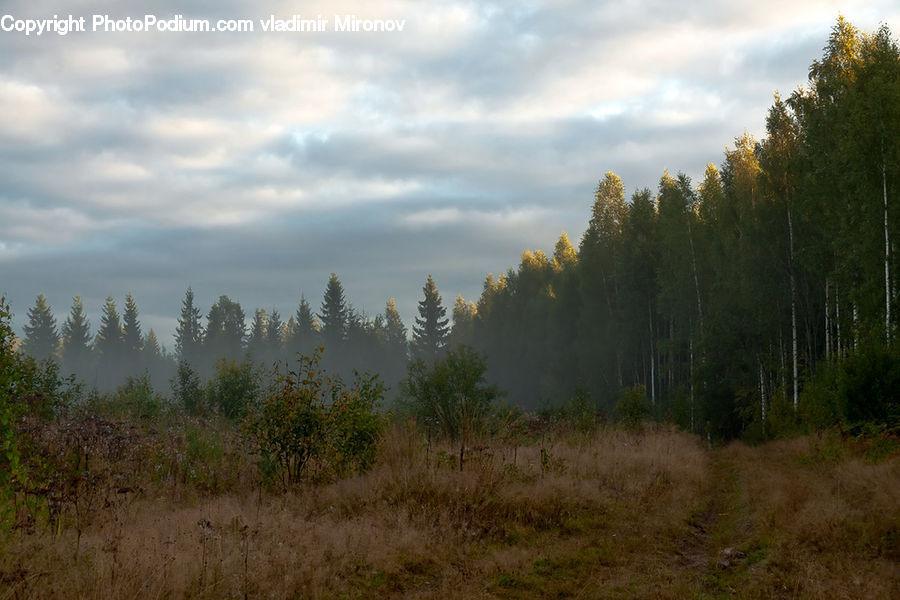 Field, Grass, Grassland, Land, Outdoors, Plant, Conifer