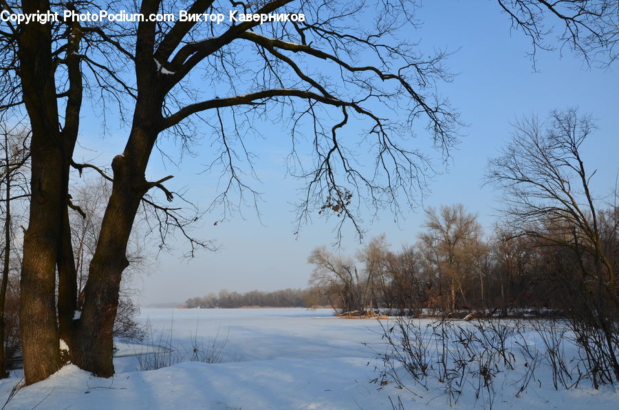 Landscape, Nature, Scenery, Birch, Tree, Wood, Plant
