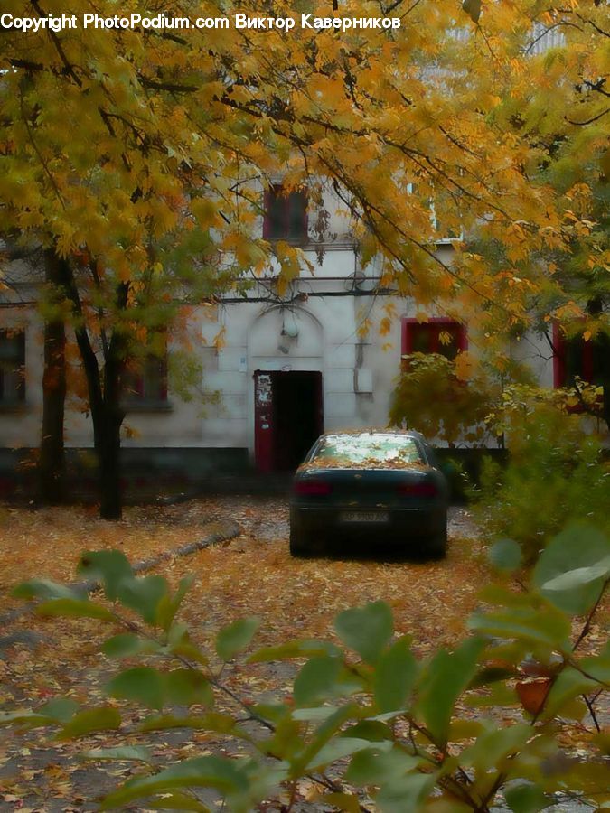 Plant, Potted Plant, Automobile, Car, Vehicle, Tree, Art