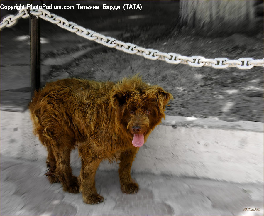Animal, Canine, Dog, Mammal, Pet, Terrier, Golden Retriever