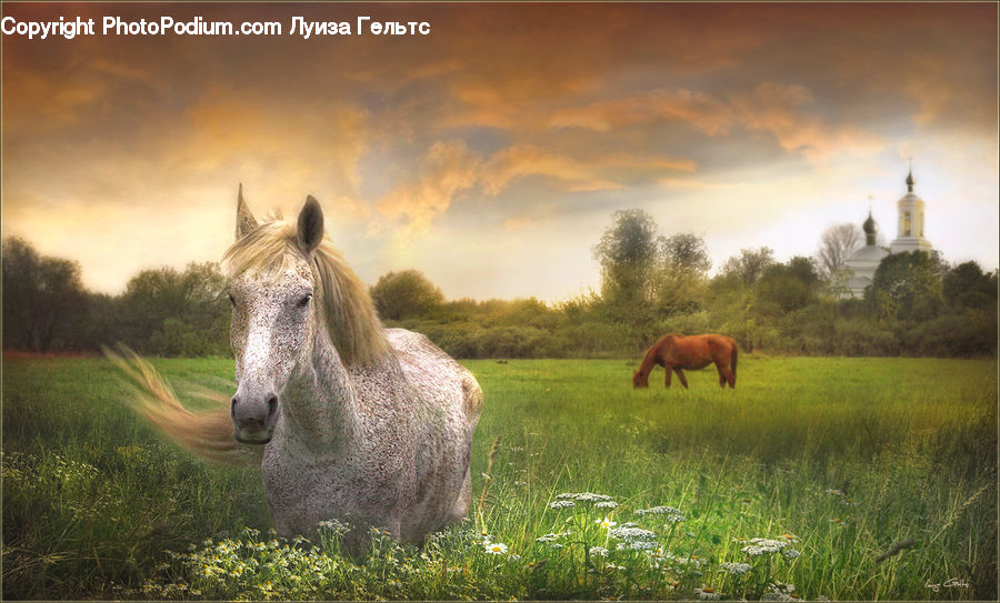 Animal, Colt Horse, Foal, Horse, Mammal, Stallion