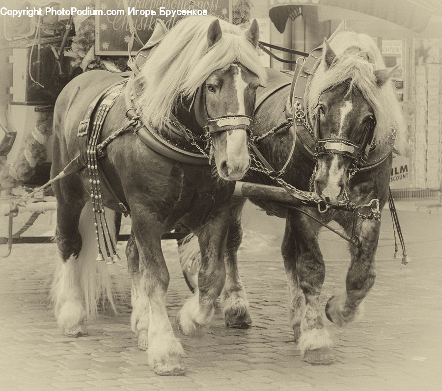 Animal, Horse, Mammal