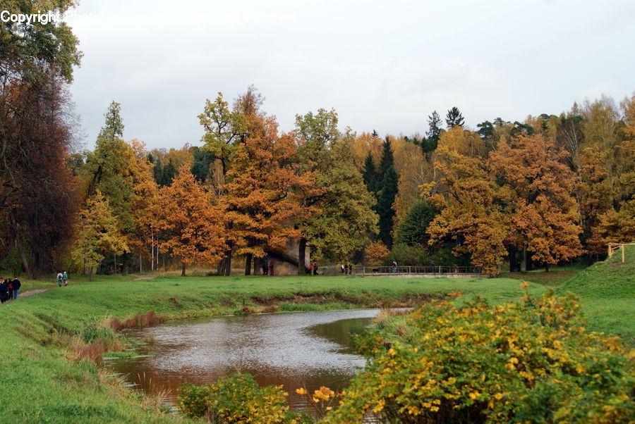Conifer, Fir, Pine, Plant, Spruce, Tree, Oak