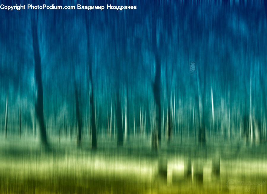 Forest, Vegetation, Aurora, Light, Night, Outdoors, Field