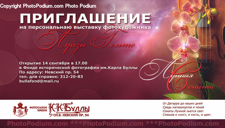 Blossom, Flora, Flower, Orchid, Plant, Brochure, Flyer