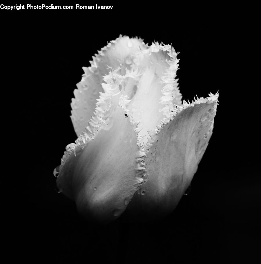 Blossom, Flora, Flower, Plant, Tulip, Petal, Carnation